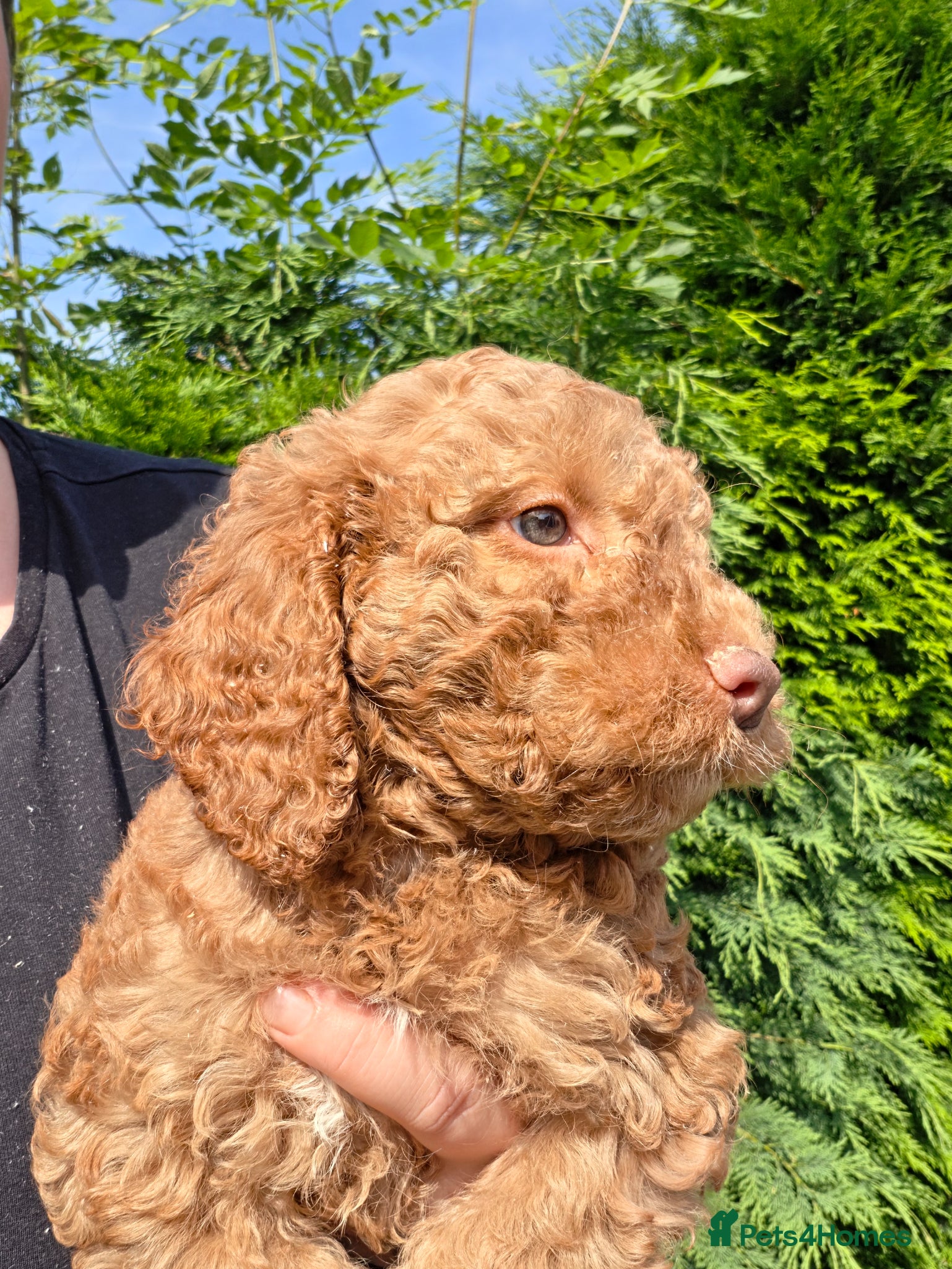 Cockapoo dogs HEALTH TESTED COCKAPOO PUOS READY NOW 2 LEFT ! - Advert 4