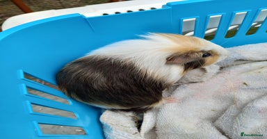 Guinea Pig rodents - Advert 2