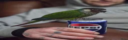 Conures birds for sale: Rare white eared conure - Advert 1