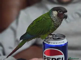 Conures birds Rare white eared conure - Advert 1