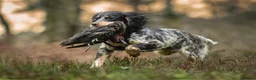 Cocker Spaniel dogs for sale: KC registered Blue roan WCS in York - Advert 13