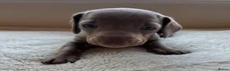 Dachshund dogs for sale: Standard Dachshund Puppies in Eye - Advert 14