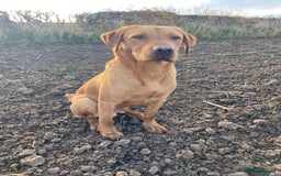 Labrador Retriever dogs for stud: Fox Red Labrador at stud KC Health tested  - Image 2
