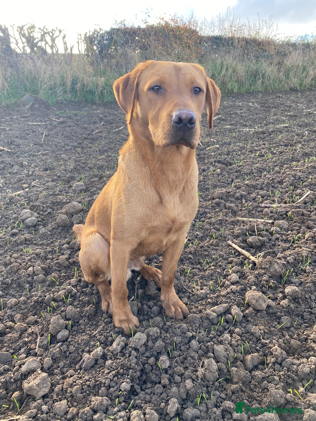 Labrador Retriever dogs for stud: Fox Red Labrador at stud KC Health tested  - Image 2