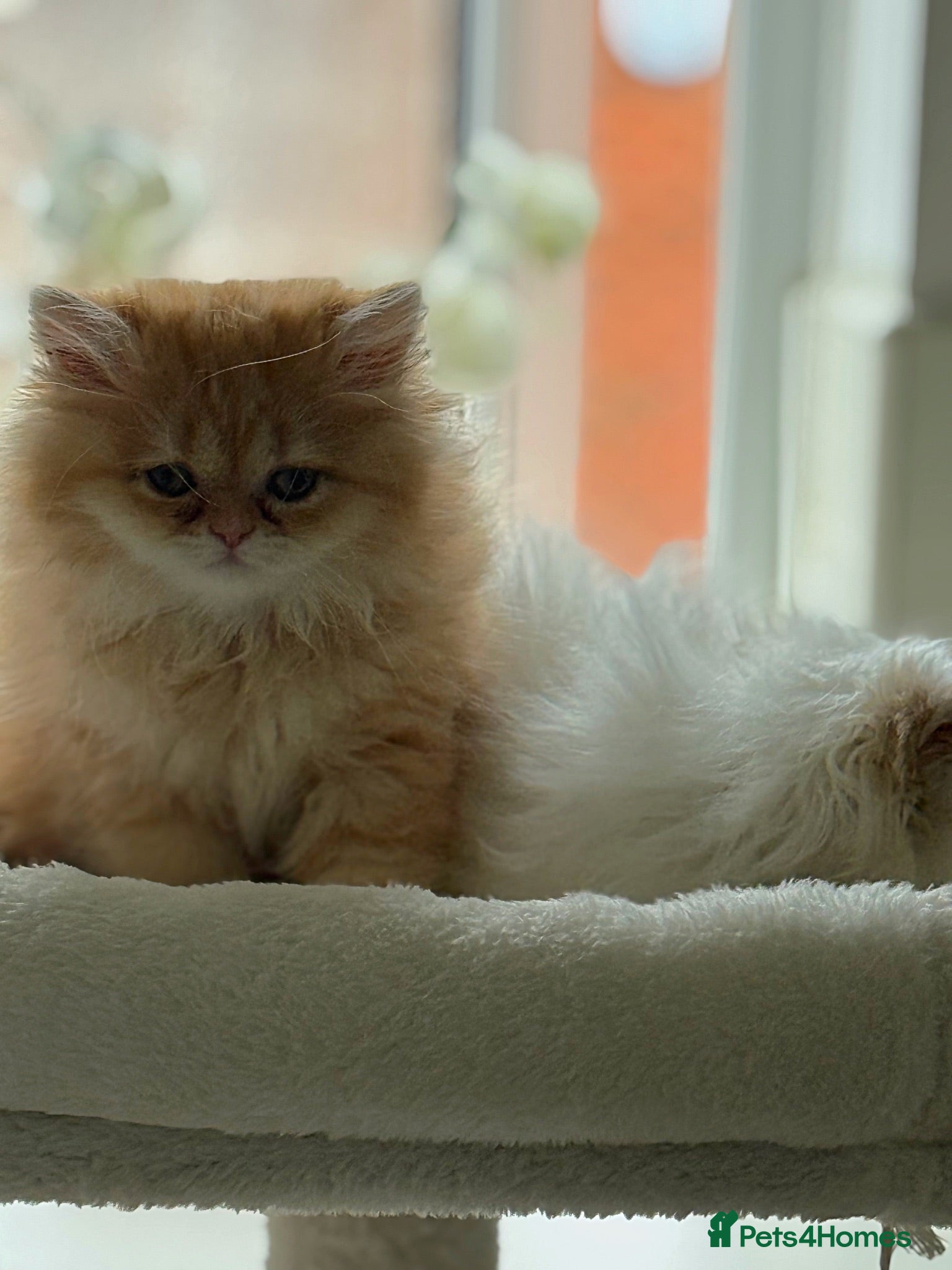 Persian cats The last two Beautiful Persian female kittens  - Advert 6
