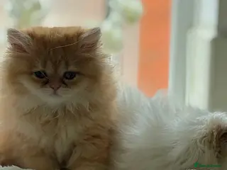 Persian cats The last two Beautiful Persian female kittens - Advert 6