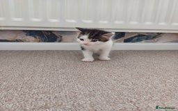 Mixed Breed cats for sale: Kittens  - Image 21
