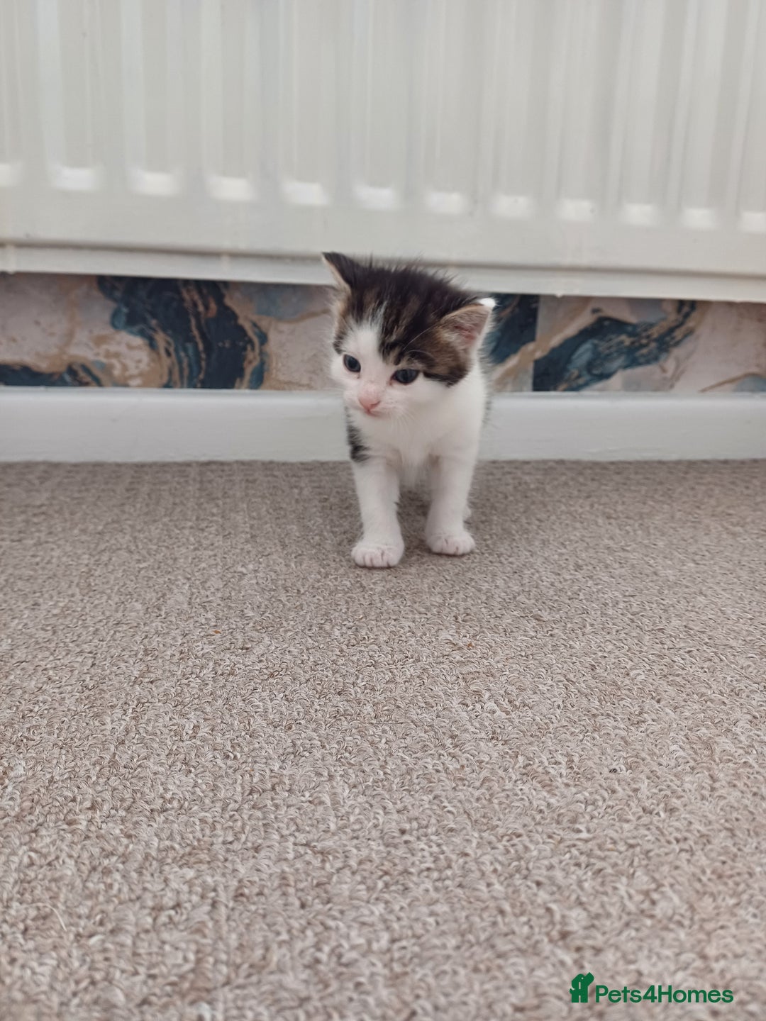 Mixed Breed cats for sale: Kittens  - Image 21