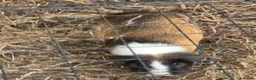 Guinea Pig rodents for sale: Adult female guinea pigs - Advert 2