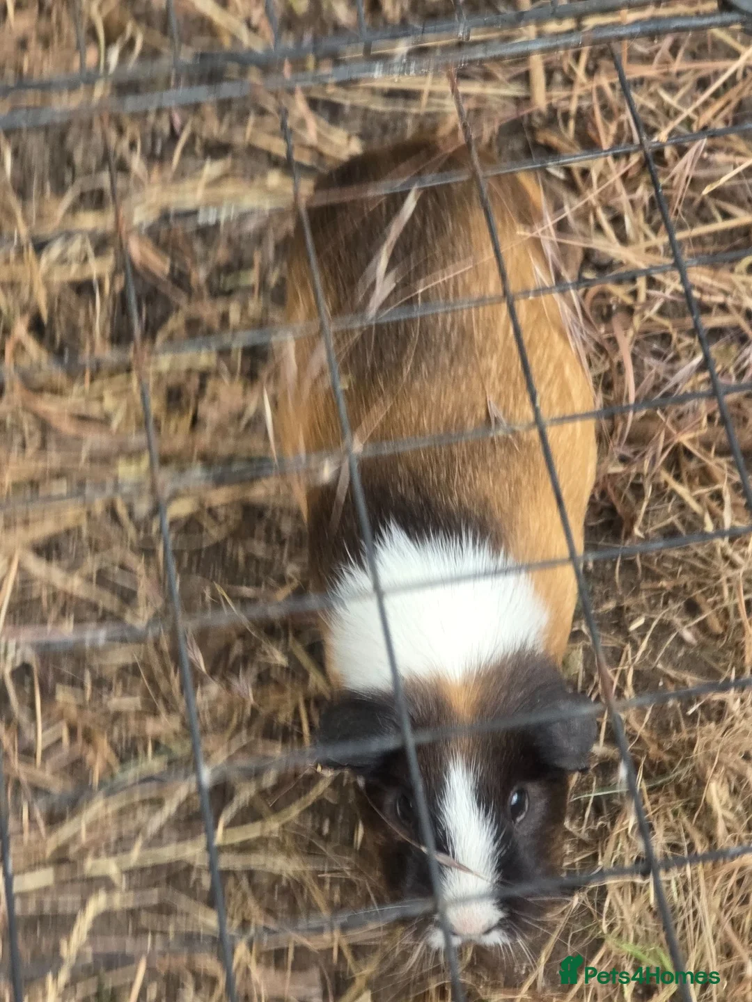 Guinea Pig rodents for sale: Adult female guinea pigs - Advert 2