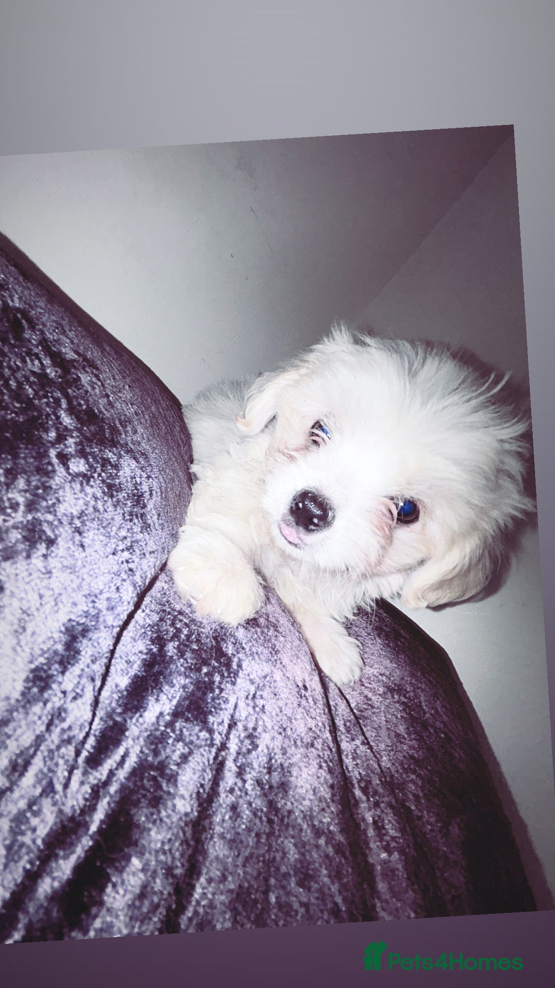Malshi dogs for sale: Malshi puppy’s  - Image 1