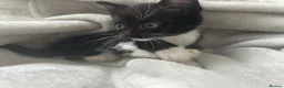 Mixed Breed cats for sale: Kittens  - Advert 5