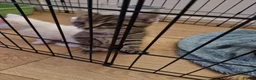 Mixed Breed cats for sale: 2 little kittens ready today in Coventry - Advert 15
