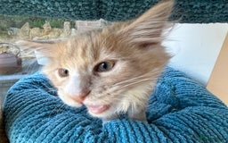 Maine Coon cats for sale: Pedigree Maine Coon kittens  - Image 6