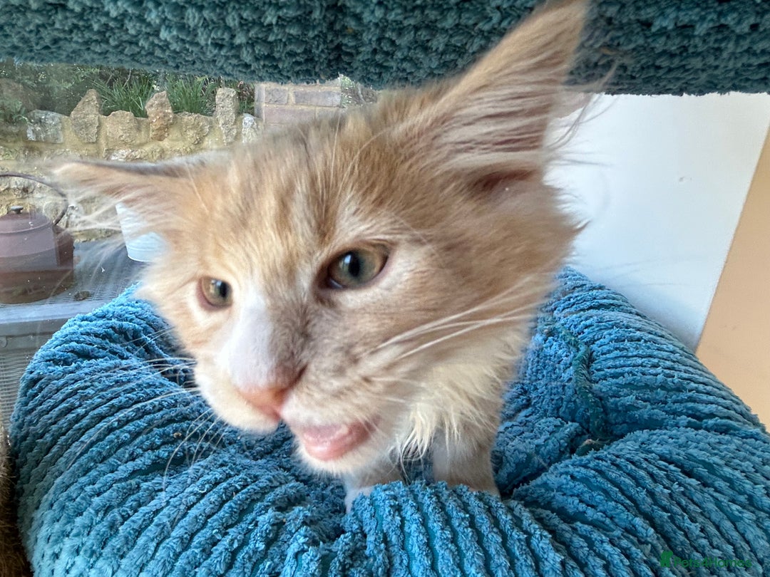 Maine Coon cats for sale: Pedigree Maine Coon kittens  - Image 6