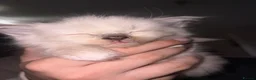 Ragdoll cats for sale: Blue pointed Ragdoll kittens ready now - Advert 8