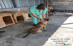 Mixed Breed dogs for adoption: Brindle, approx 7 months. Available for adoption. - Image 13
