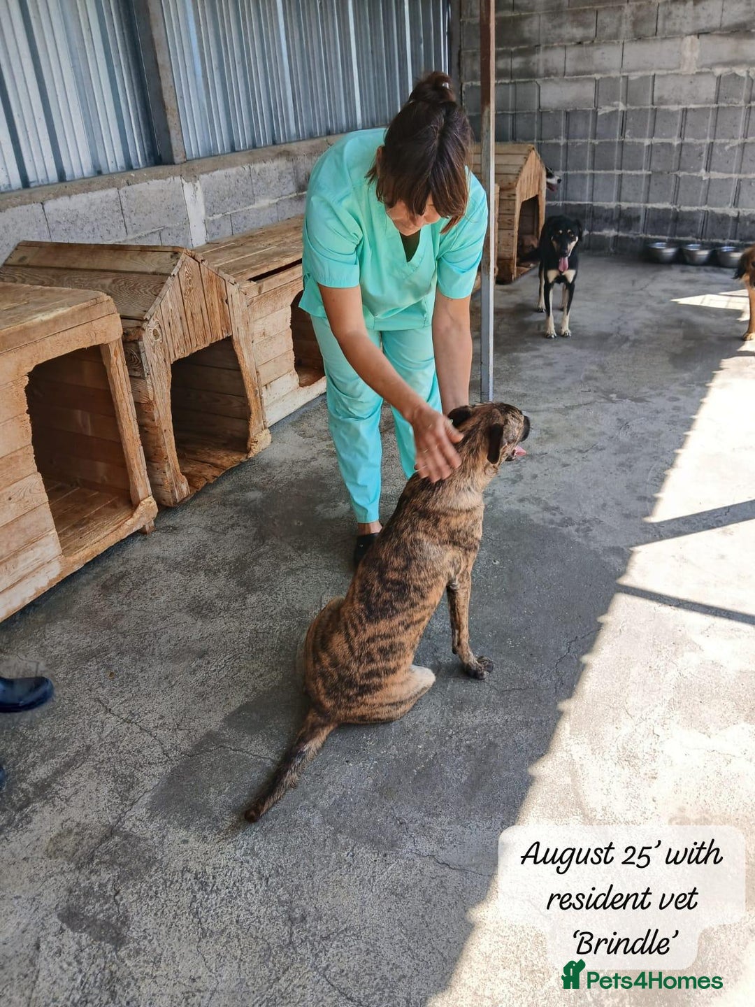 Mixed Breed dogs for adoption: Brindle, approx 7 months. Available for adoption. - Image 13