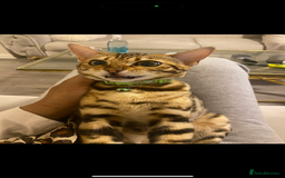 Bengal cats for sale: 2 Bengal female cats - Advert 5