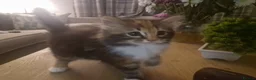 Mixed Breed cats for sale: 2 Male and 1 Female kitten for sale £60 Each  in Chichester - Advert 6