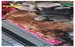 Pug dogs for sale: Beautiful tiny pug x pugalier puppy - Image 3