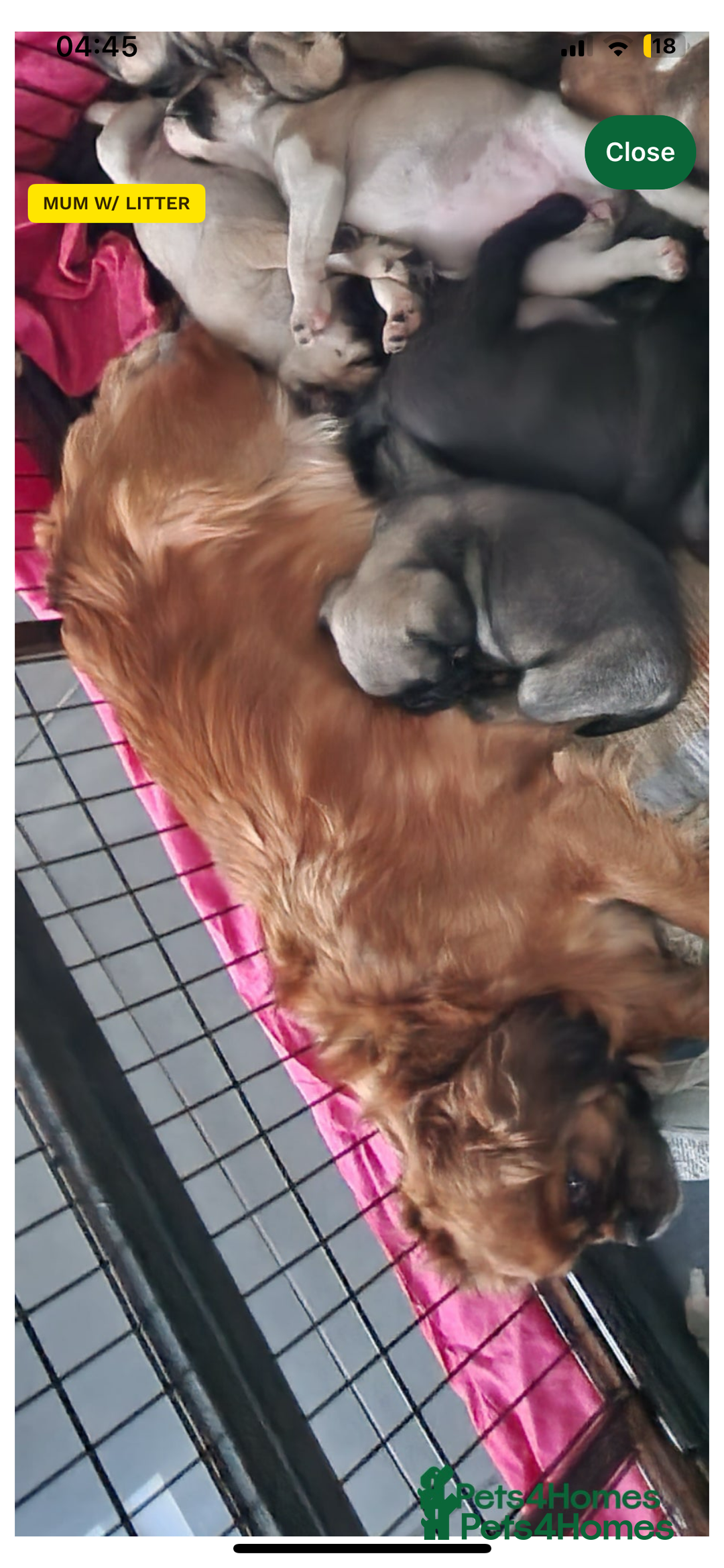 Pug dogs for sale: Beautiful tiny pug x pugalier puppy - Image 3