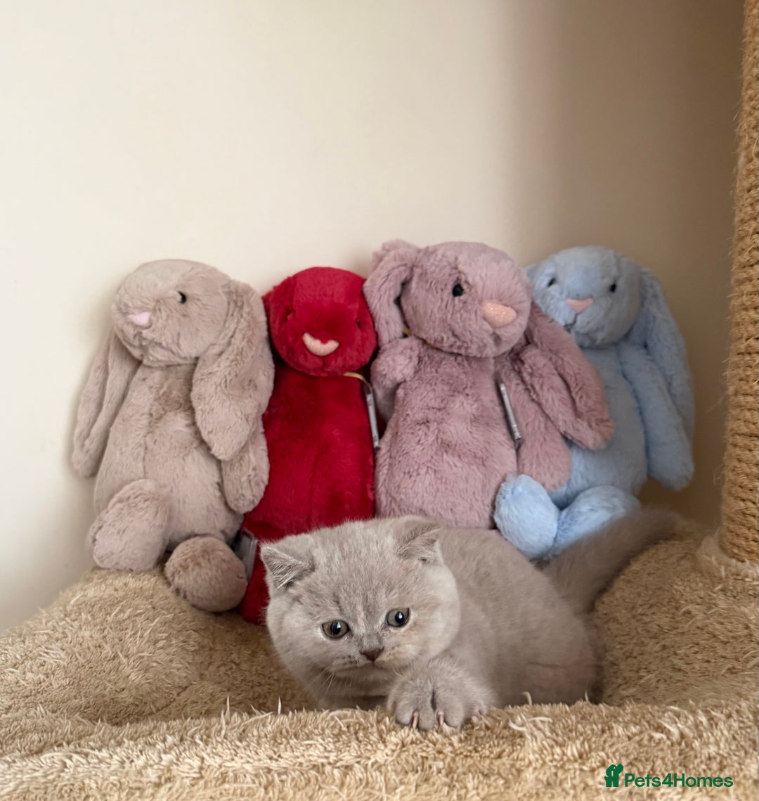 British Shorthair cats for sale: Lilac Tortie British Shorthair Female - Advert 4