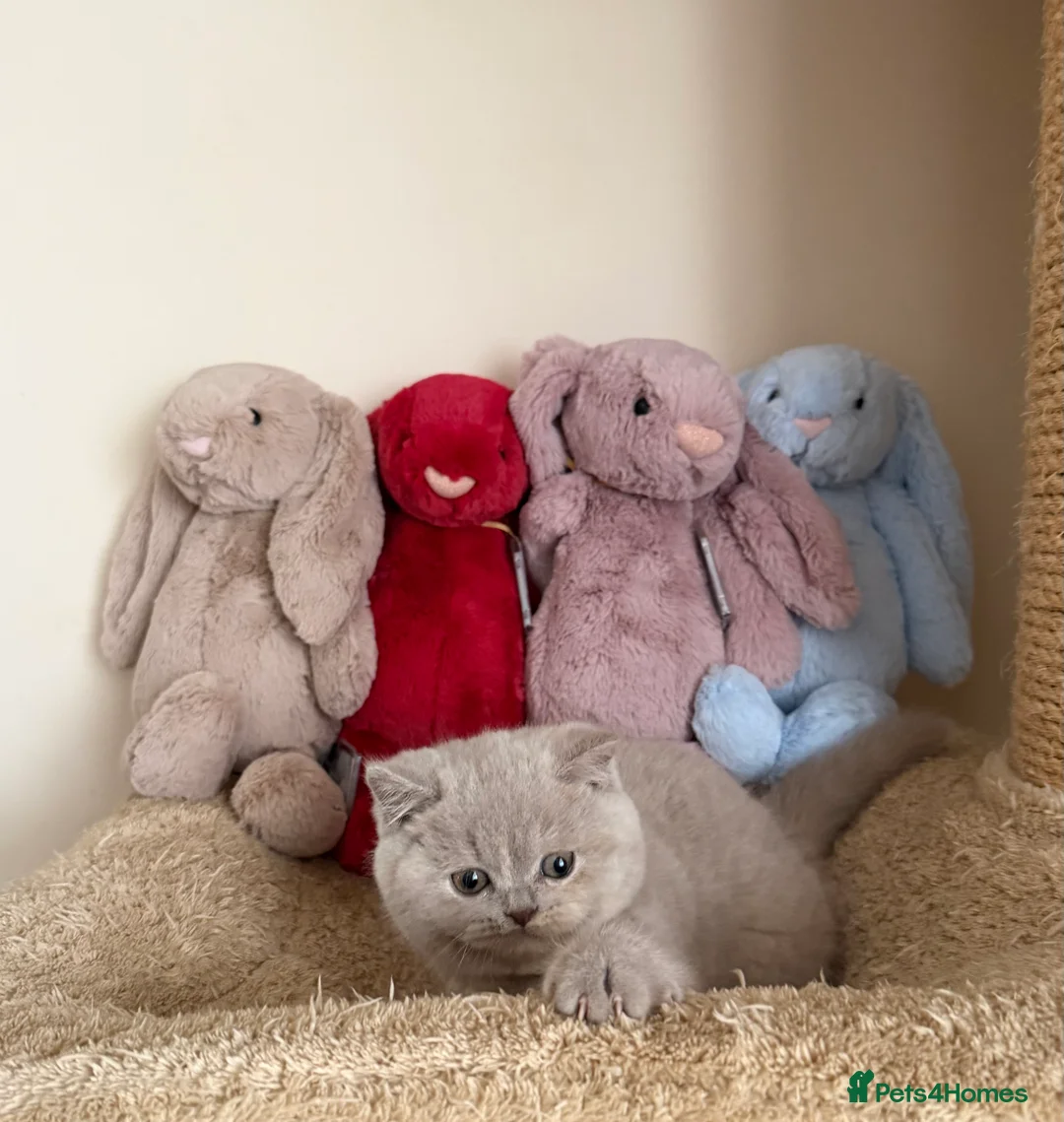 British Shorthair cats for sale: Lilac Tortie British Shorthair Female - Advert 4