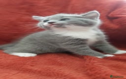 British Shorthair cats for sale: British short hair kittens  - Image 1