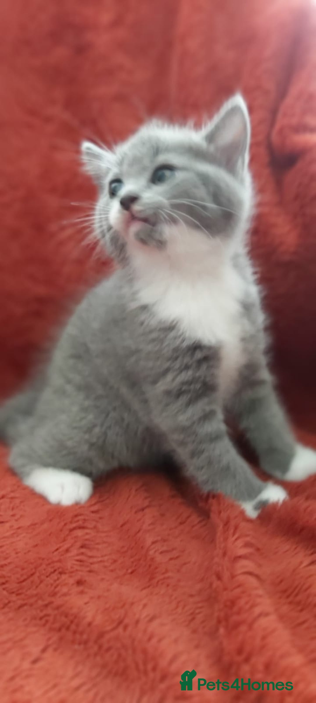 British Shorthair cats for sale: British short hair kittens  - Image 1