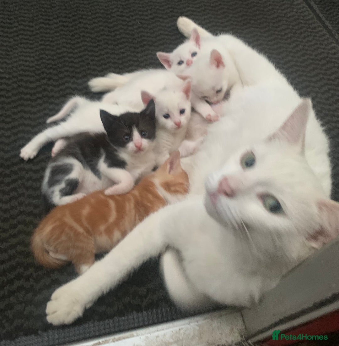 Mixed Breed cats for sale: Last two cuddly kittens - Image 10