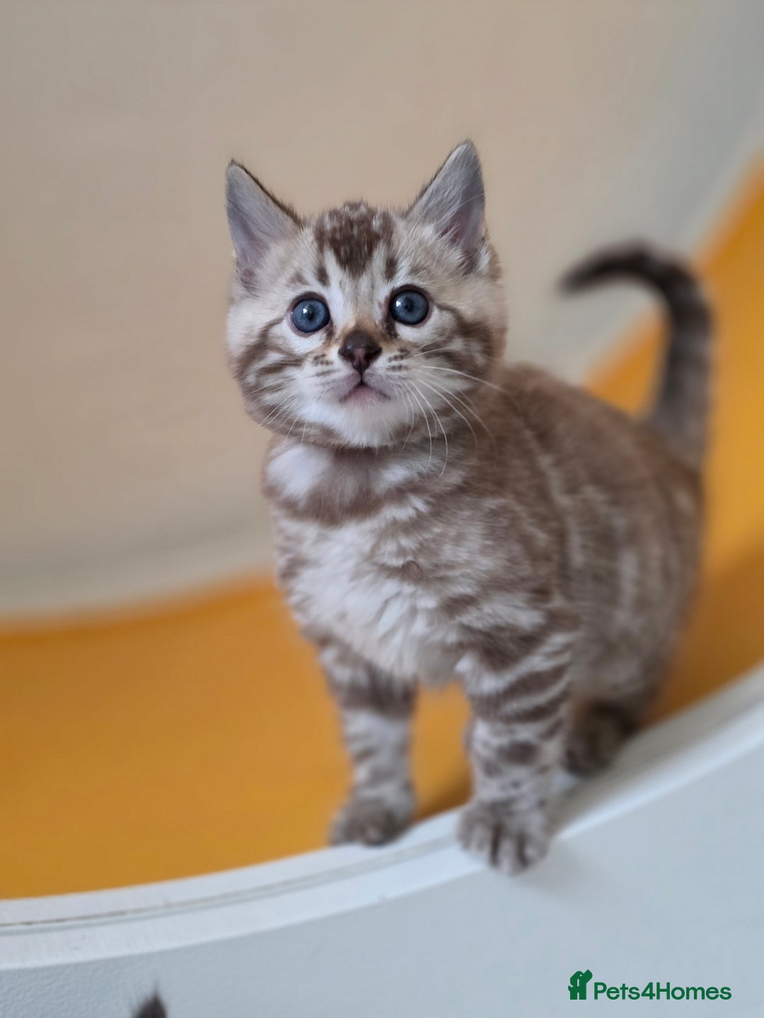 Bengal cats for sale: ❄️ Gorgeous Snow and Charcoal Bengals ❄️  - Advert 24