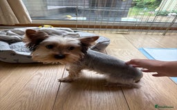 Yorkshire Terrier dogs for sale: Mini Yorkshire terrier puppy  - Image 3