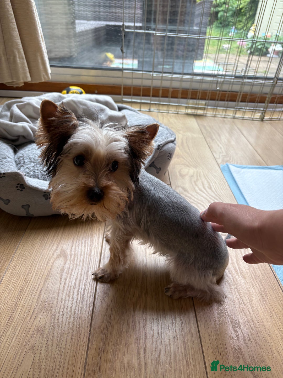 Yorkshire Terrier dogs for sale: Mini Yorkshire terrier puppy  - Image 3