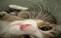 Bengal cats for sale: Gorgeous bengal cross kittens available now  - Image 5
