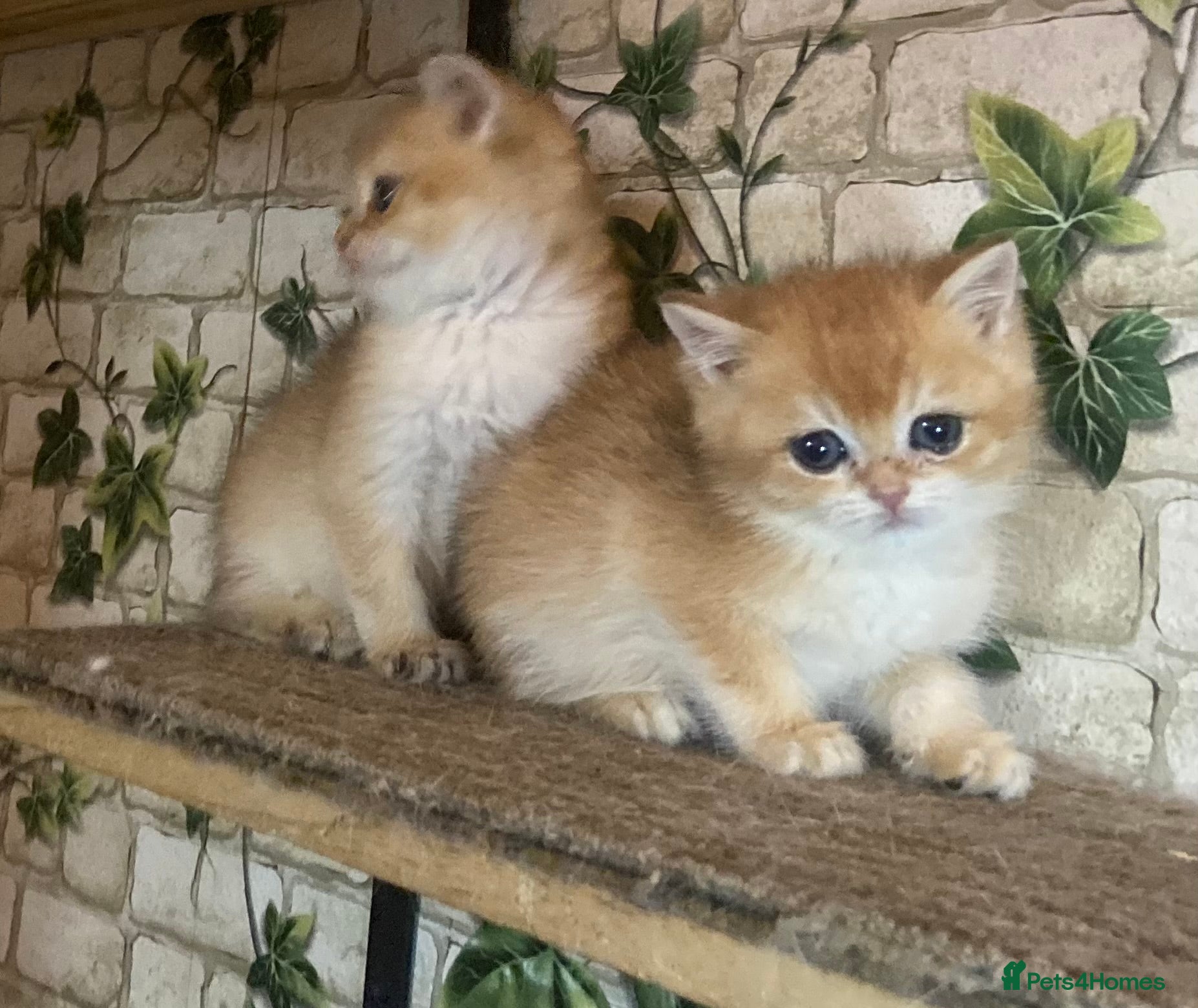 British Shorthair cats Full Pedigree Golden tipped British Shorthair - Advert 1