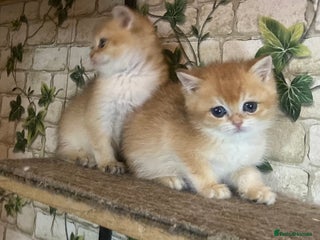 British Shorthair cats Full Pedigree Golden tipped British Shorthair - Advert 5