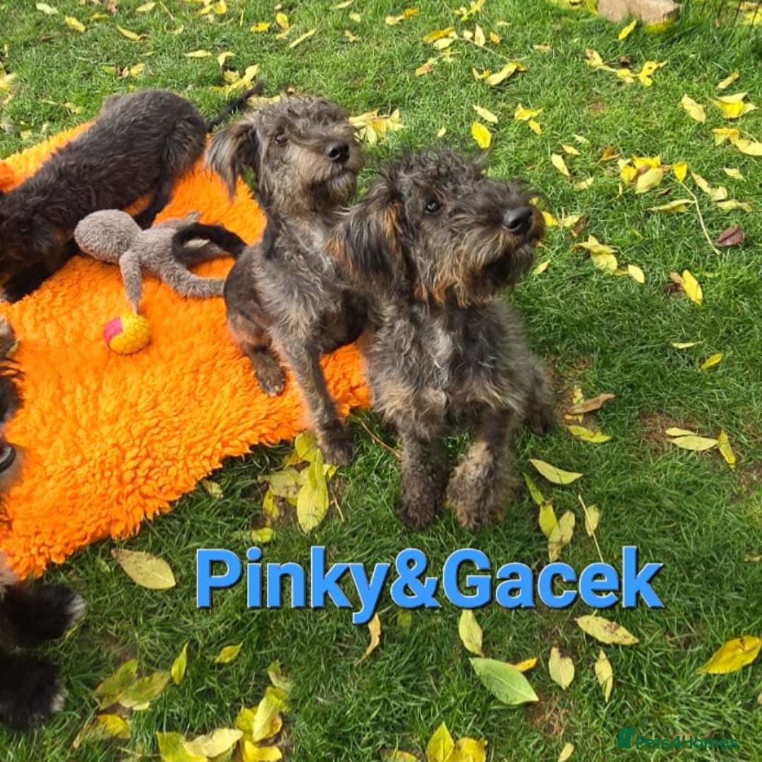 Australian Labradoodle dogs for sale: Australian Labradoodle × Fox Terrier Puppies - Image 3