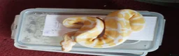 Python Snake reptiles for sale: Cb royal pythons  - Advert 19