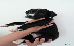 Mixed Breed dogs for sale: Mixed Breed Puppies - Image 3
