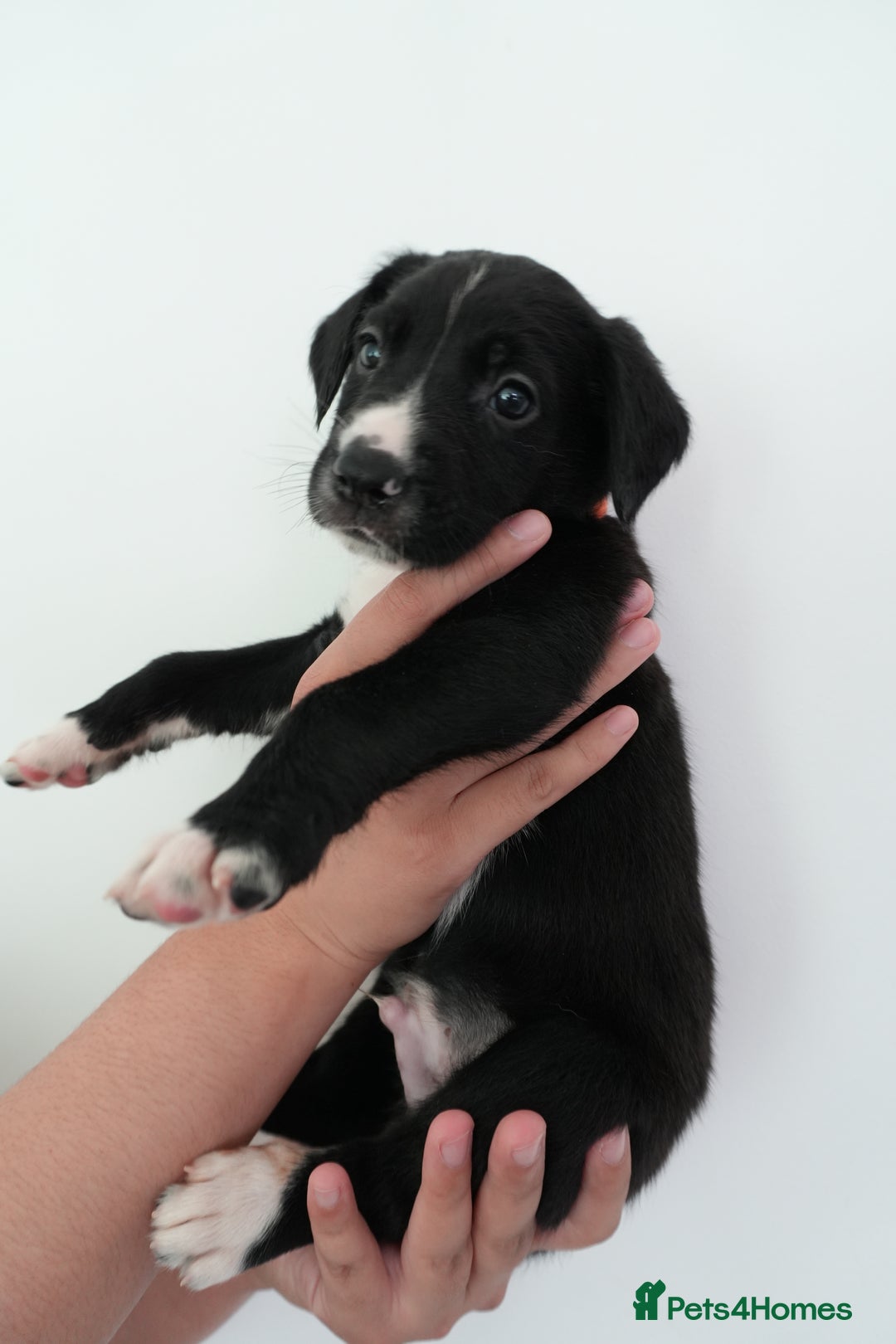 Mixed Breed dogs for sale: Mixed Breed Puppies - Image 3