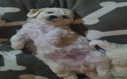 Bichon Frise dogs for sale: Beautiful Bichon Frise pups Ready 16th-24th Dec - Advert 9