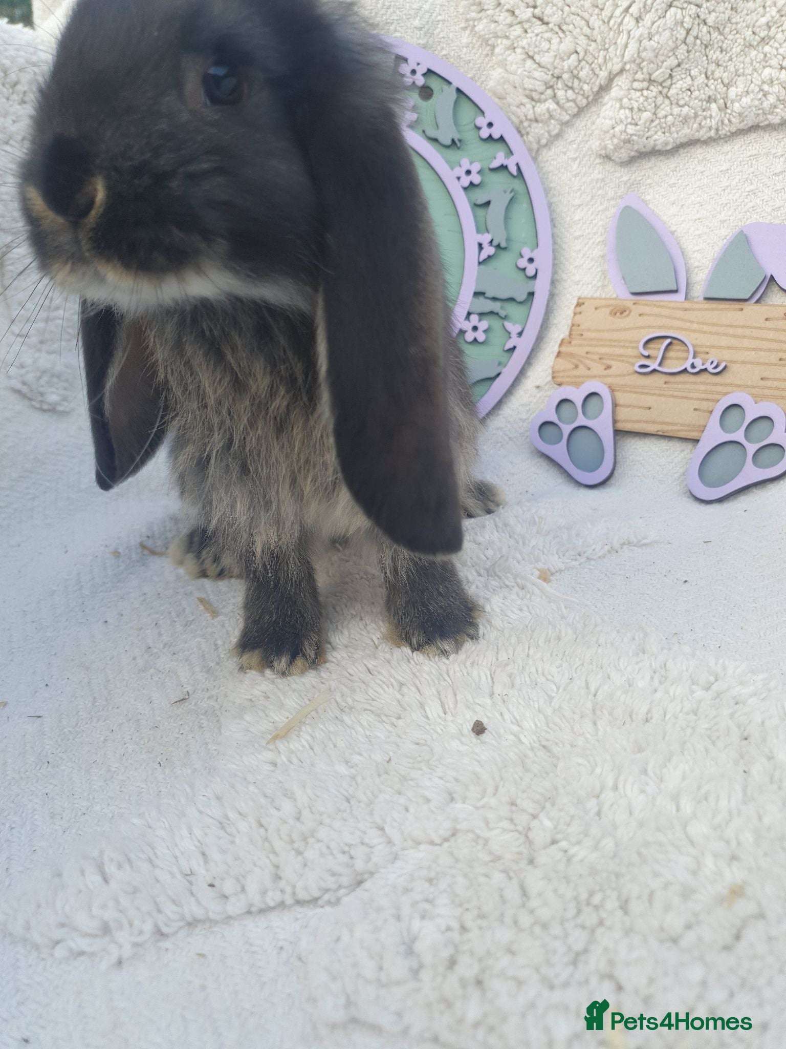 French Lop rabbits Giant French Lop Babies - Advert 2
