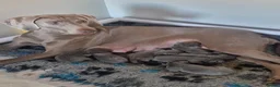 Weimaraner dogs for sale: Kc blue weimaraner puppies  - Advert 2