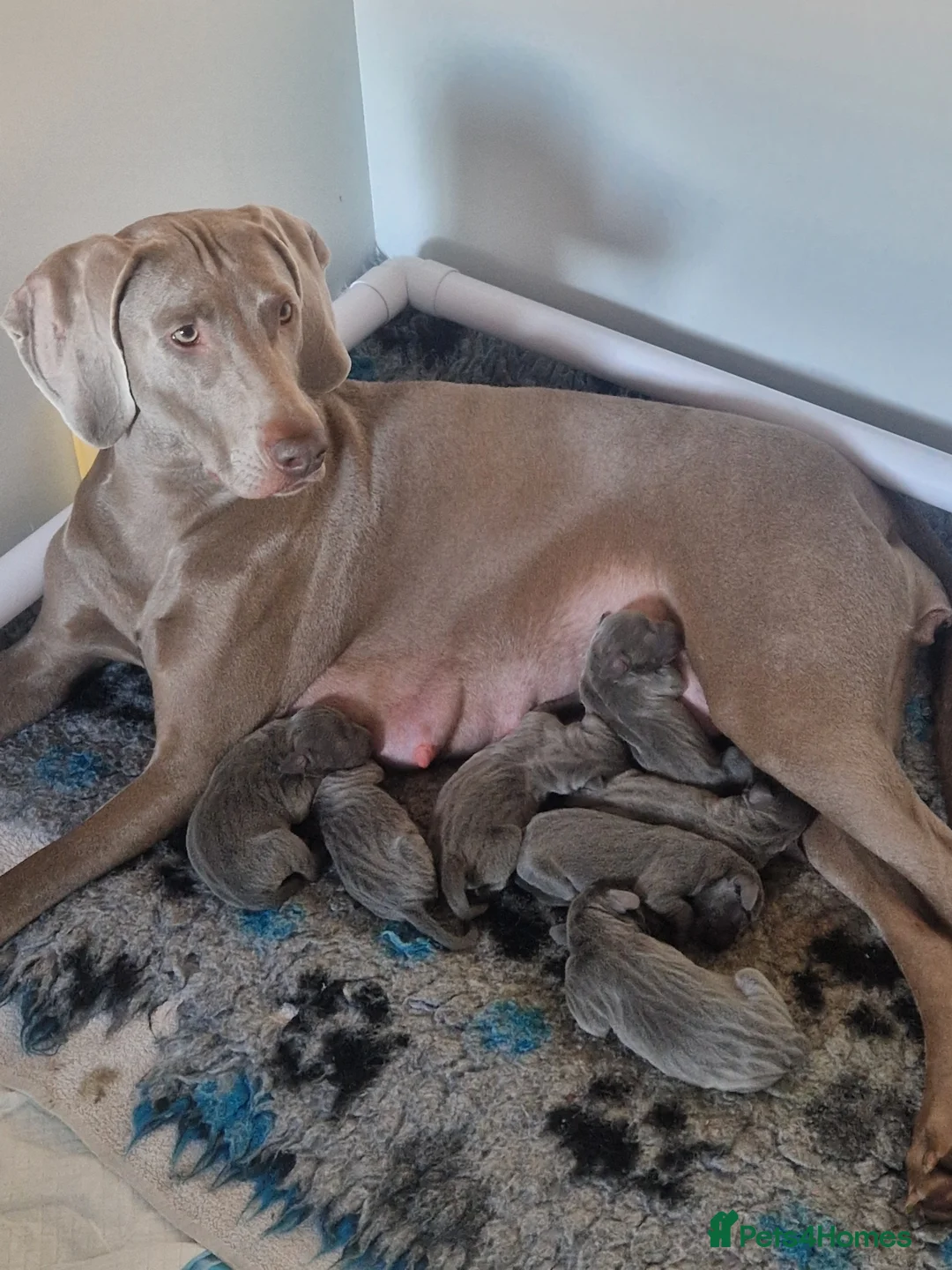 Weimaraner dogs for sale: Kc blue weimaraner puppies  - Advert 2