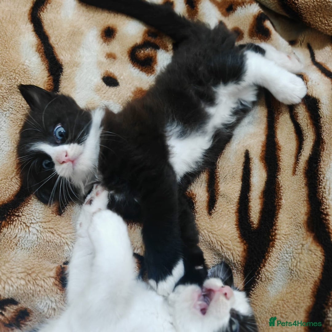 Mixed Breed cats for sale: 3 beautiful kittens left for sale!! - Image 15