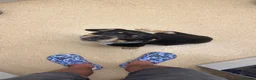 Mixed Breed dogs for sale: DIESEL one and a half years old  - Advert 1