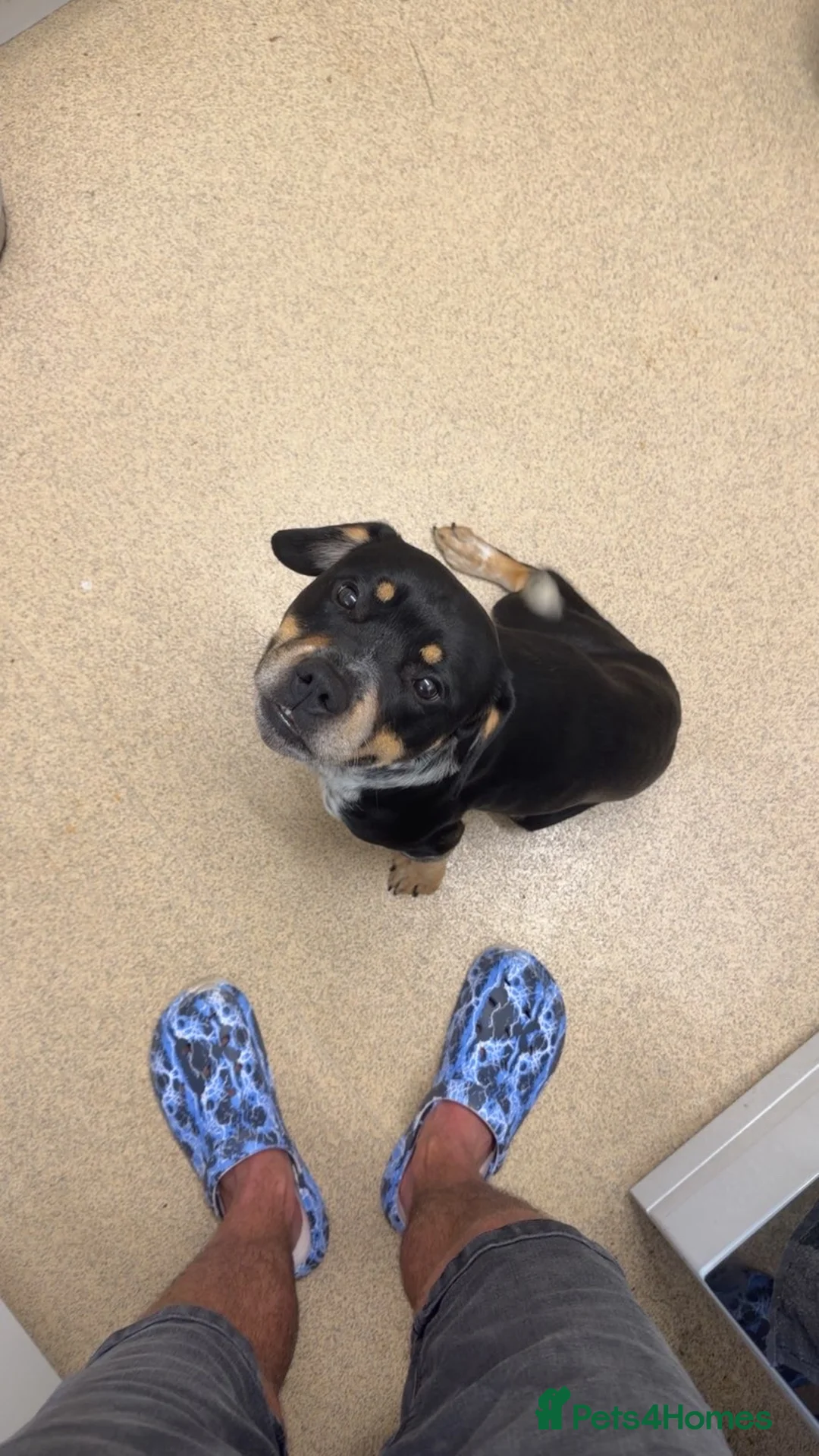 Mixed Breed dogs for sale: DIESEL one and a half years old  - Advert 1