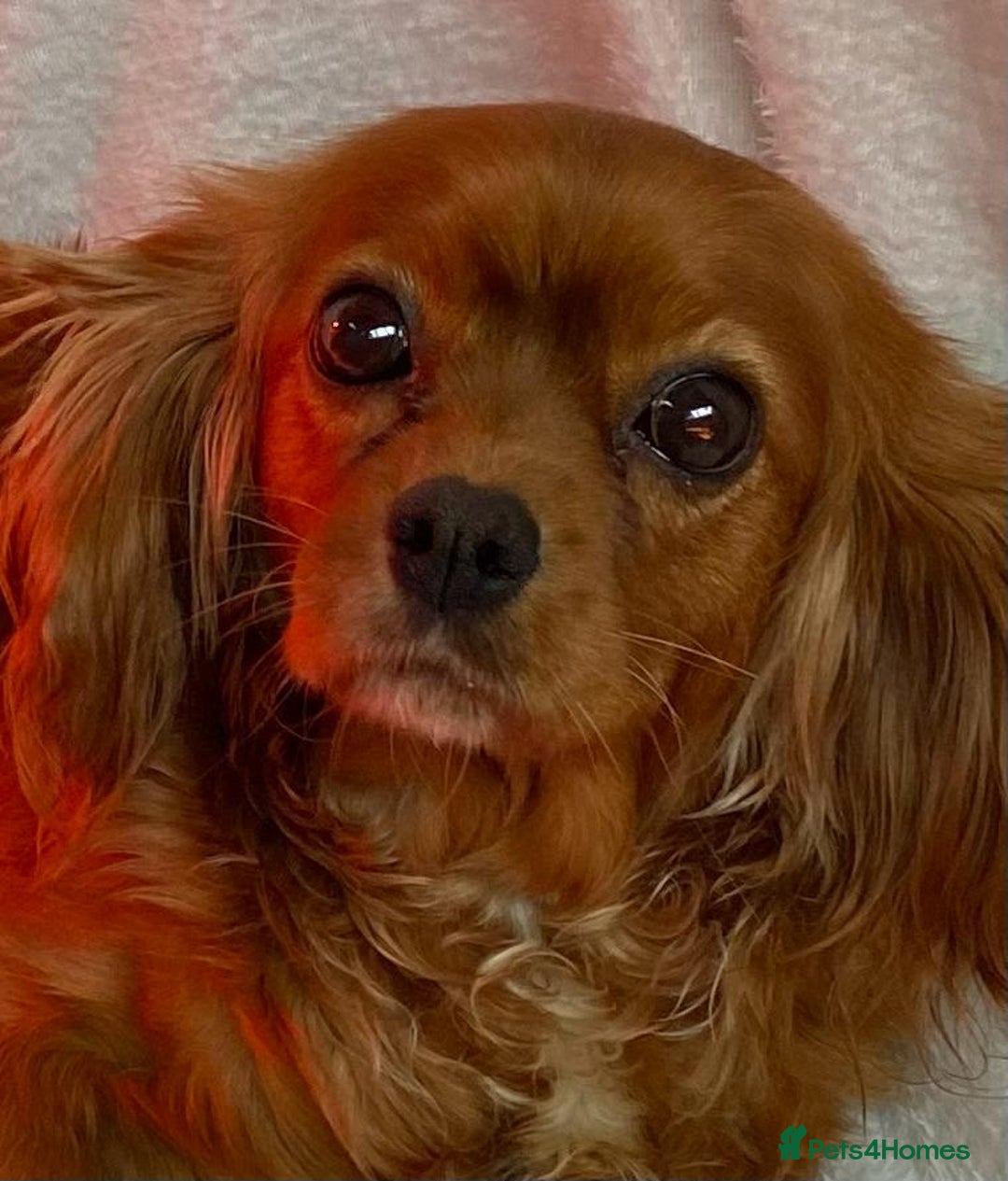 Cavapoo dogs for sale: Beautiful dark Red F1 cavapoos - Advert 2