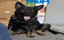 Mixed Breed dogs for sale: Two gorgeous Shepherd cross Mastiff male pups left - Image 9